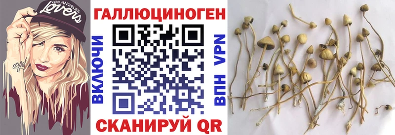 купить наркоту  Судак  Галлюциногенные грибы Cubensis 